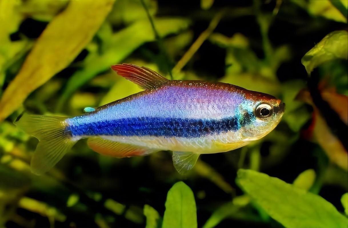 MAVİ İMPARATOR TETRAcanlı-31