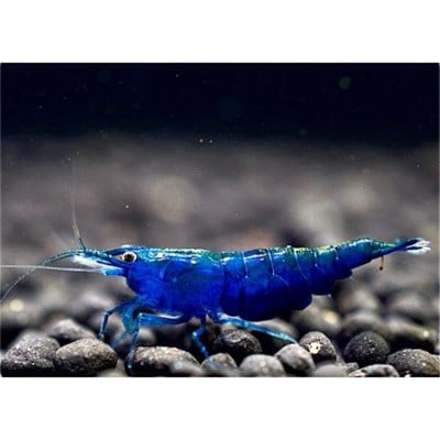 MAVİ MELEK KARİDES