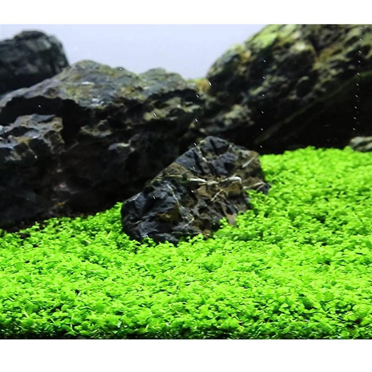 APC-MİCRANTHEMUM MİCRANTHEMOİDES T/C CUP