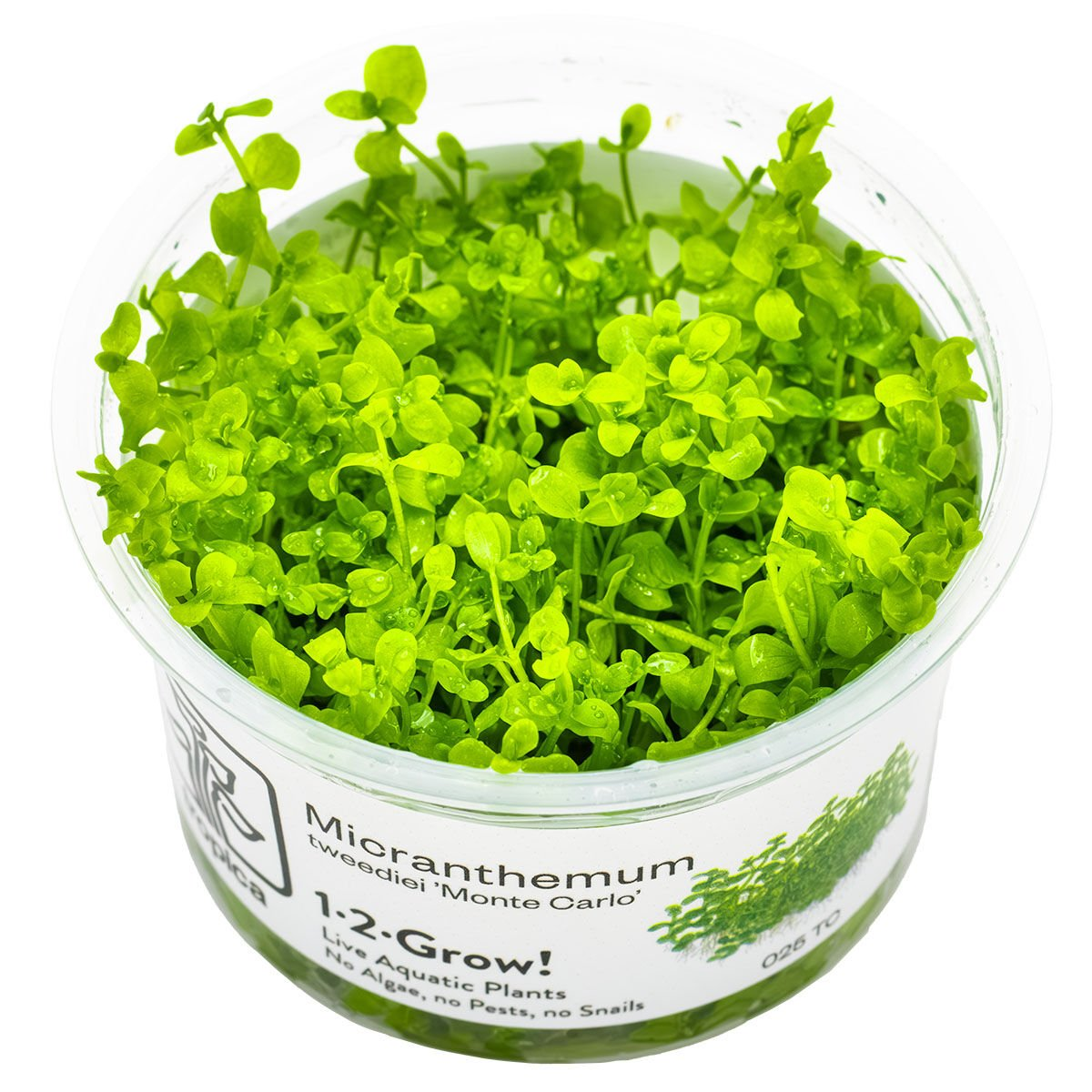 MİCRANTHEMUM TWEEDİEİ  MONTE CARLO  IN VITRO-TROPİCA025TC