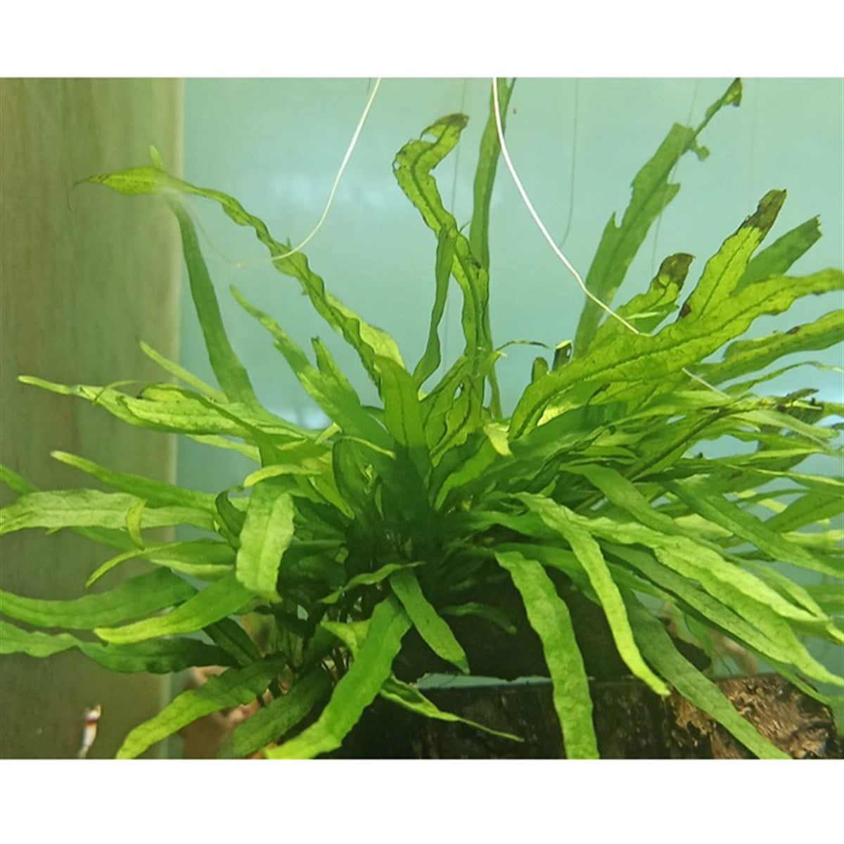 Microsorium pteropus 