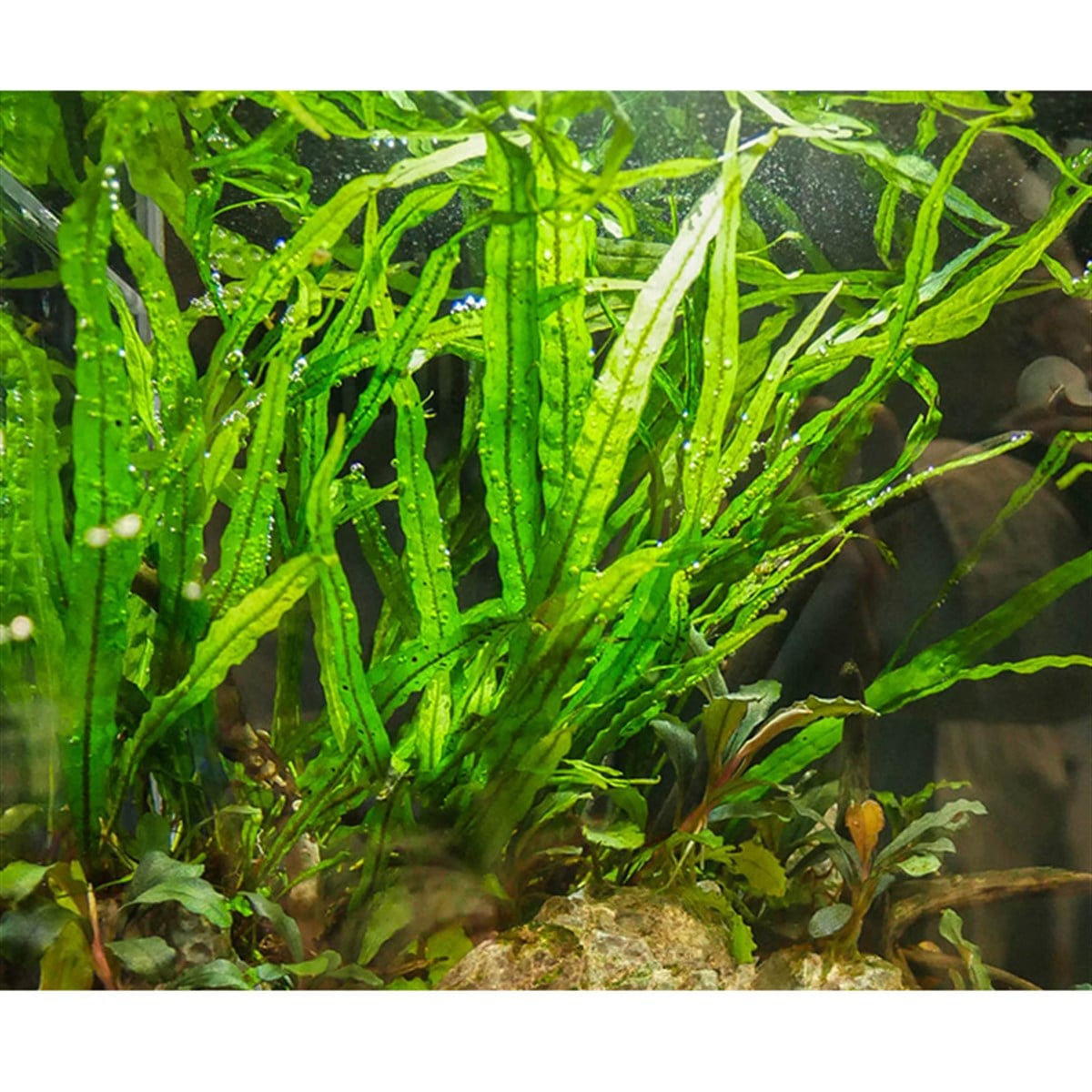 MİCROSORUM PTEROPUS  NARROW LEAFSP1179A