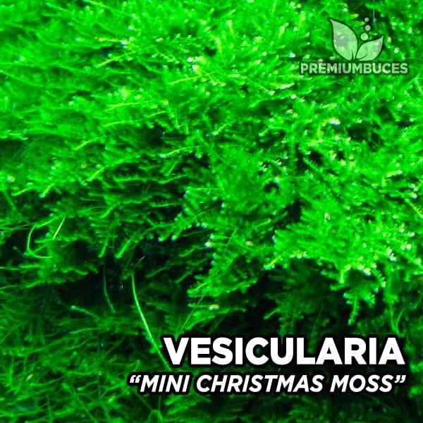MİNİ Christmas Moss 5 grL153