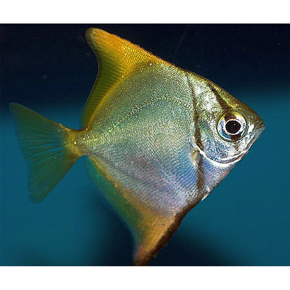 MONO ARGENTUScanlı-399