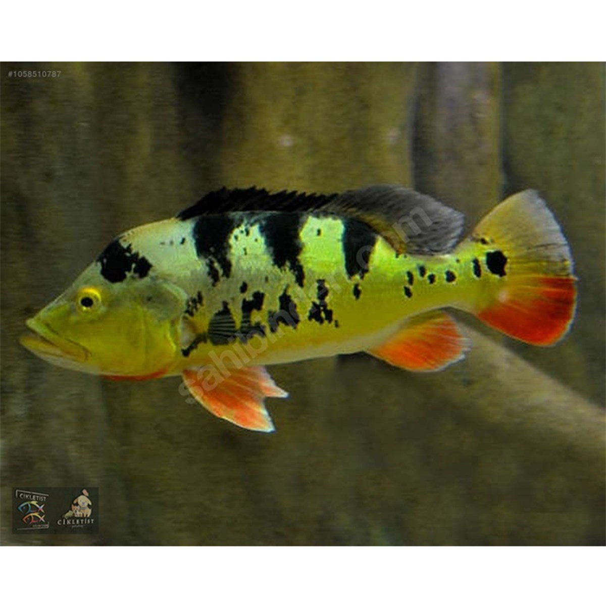 MONOCULUS PEACOCK BASScanlı-230