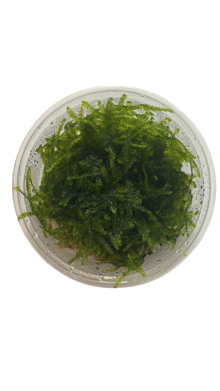 MOSS ANCHOR 5 GR KAPANCK