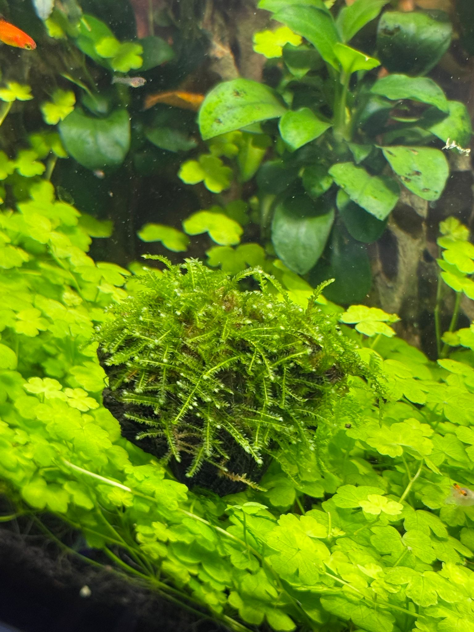 MOSS ANCHOR TAŞA SARILI 4X4 CM ESKİ SARIMANCTT