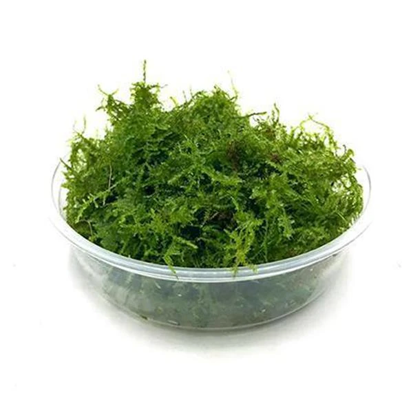 MOSS CHRISTMASS 5 GR KAPS1281