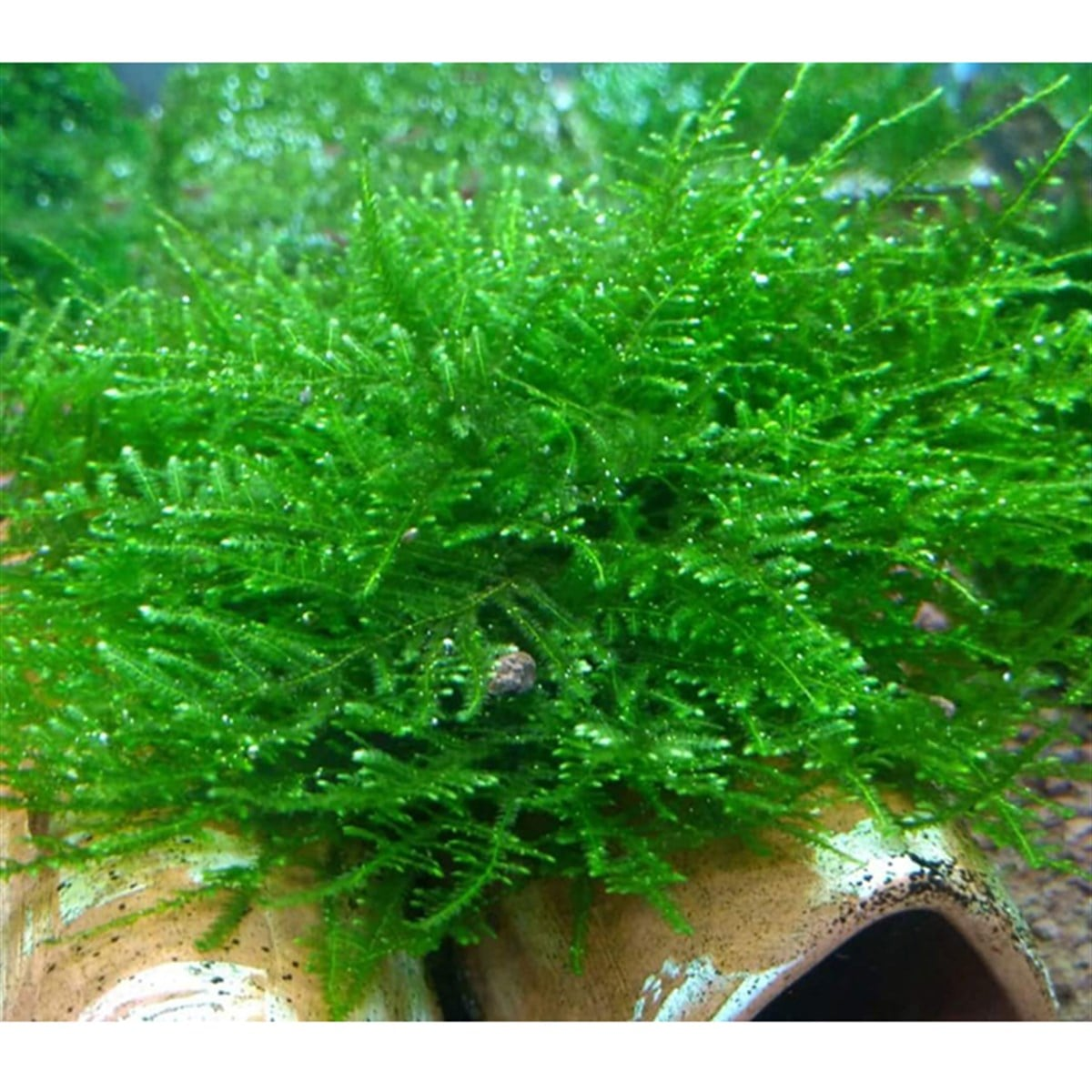 MOSS ERECT 5 GR KAP ERECTKAP