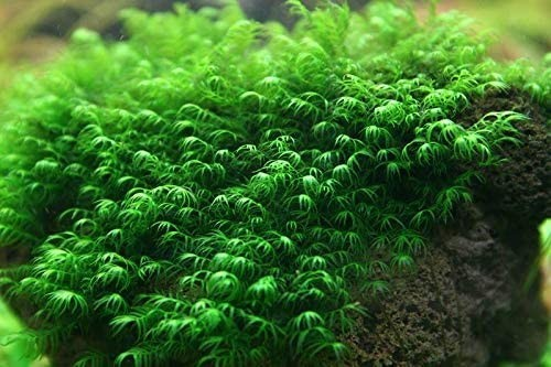 MOSS FİSSİDENS 5 GR KAPSP1285