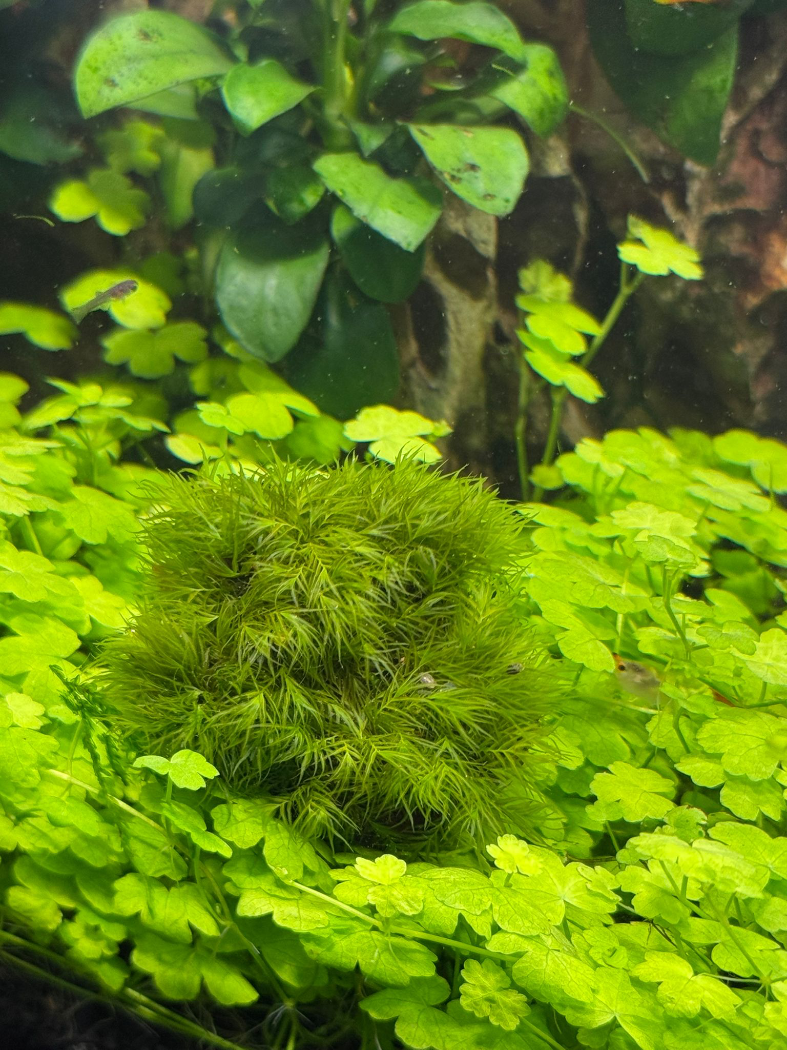 MOSS FİSSİDENS TAŞA SARILI 4X4 CM ESKİ SARIMMFISSTAS