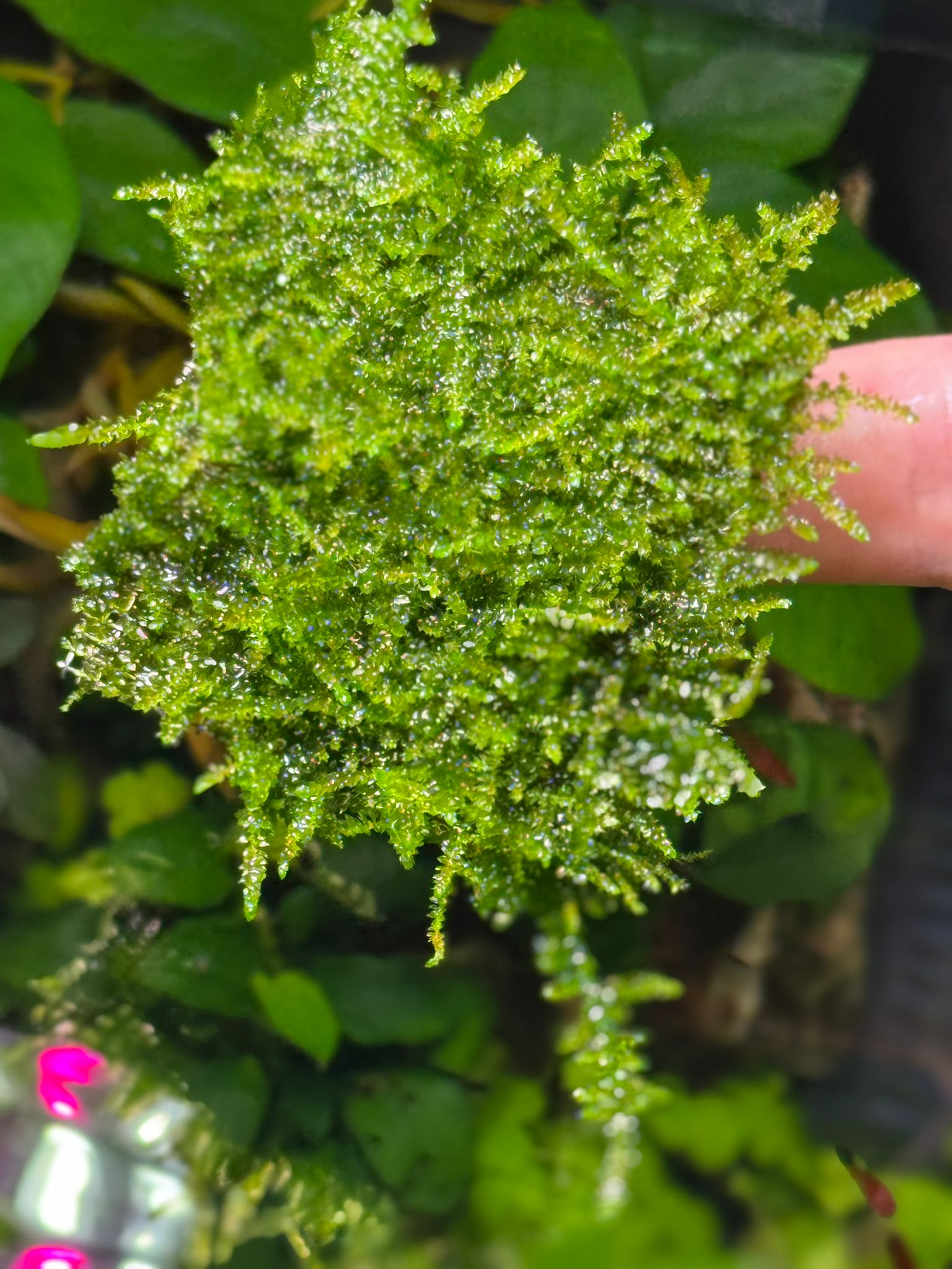 MOSS MİNİ CHRİSTMAS TELE SARILI 4X4 CM ESKİ SARIMMSCT