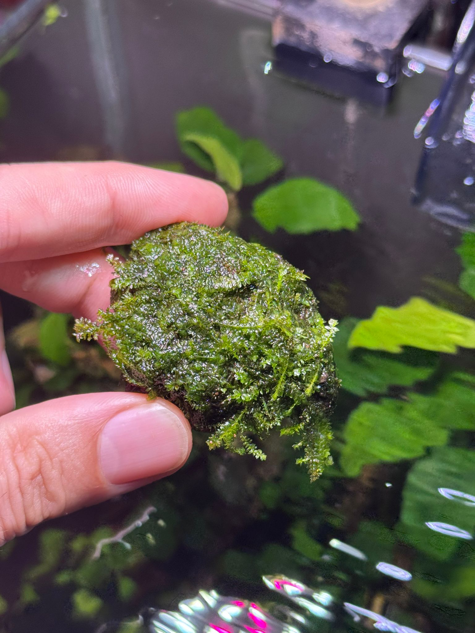 MOSS PİLO TAŞA SARILI 4X4 CM ESKİ SARIMMPILTAS