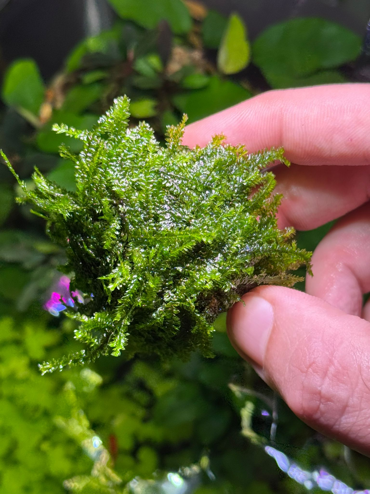 MOSS PİLO TAŞA SARILI 4X4 CM ESKİ SARIMMPILTAS