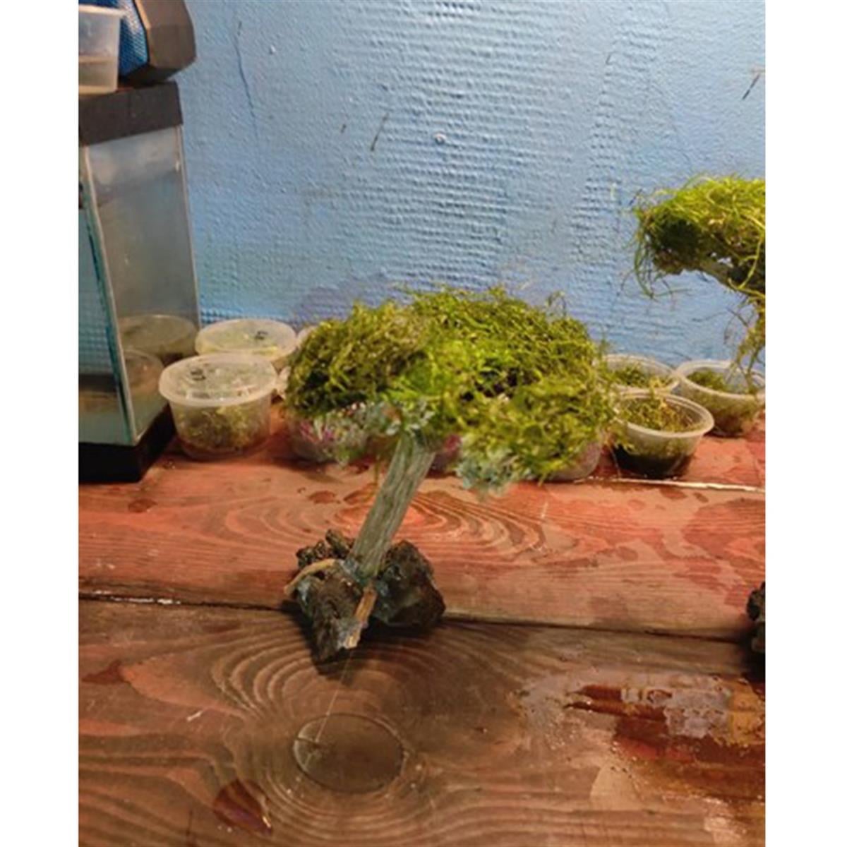 Moss Sarılı Doğal Ağaç Figürüağaç-3434