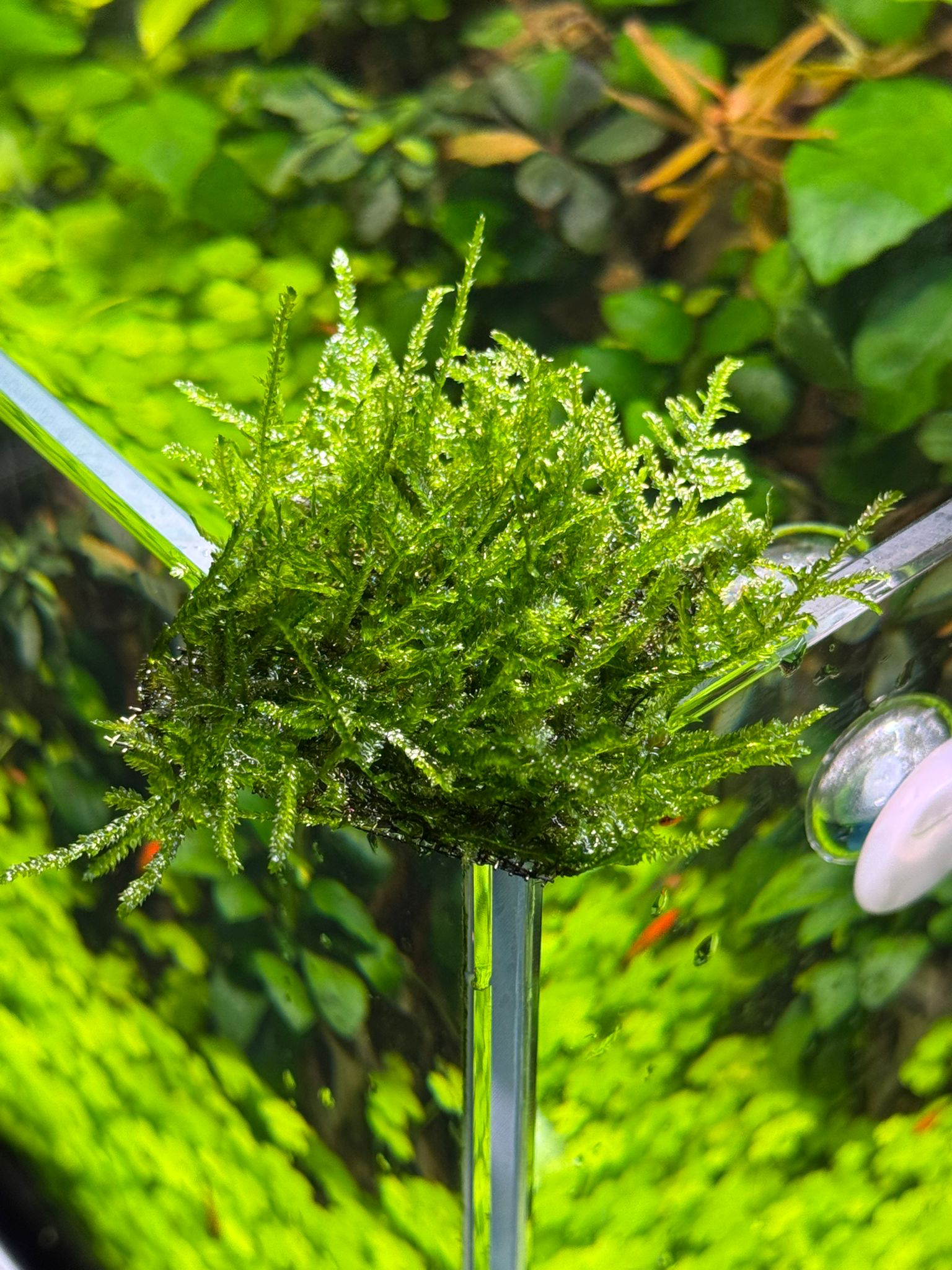 MOSS SPİKY TELE SARILI 4X4 CM ESKİ SARIMMSST