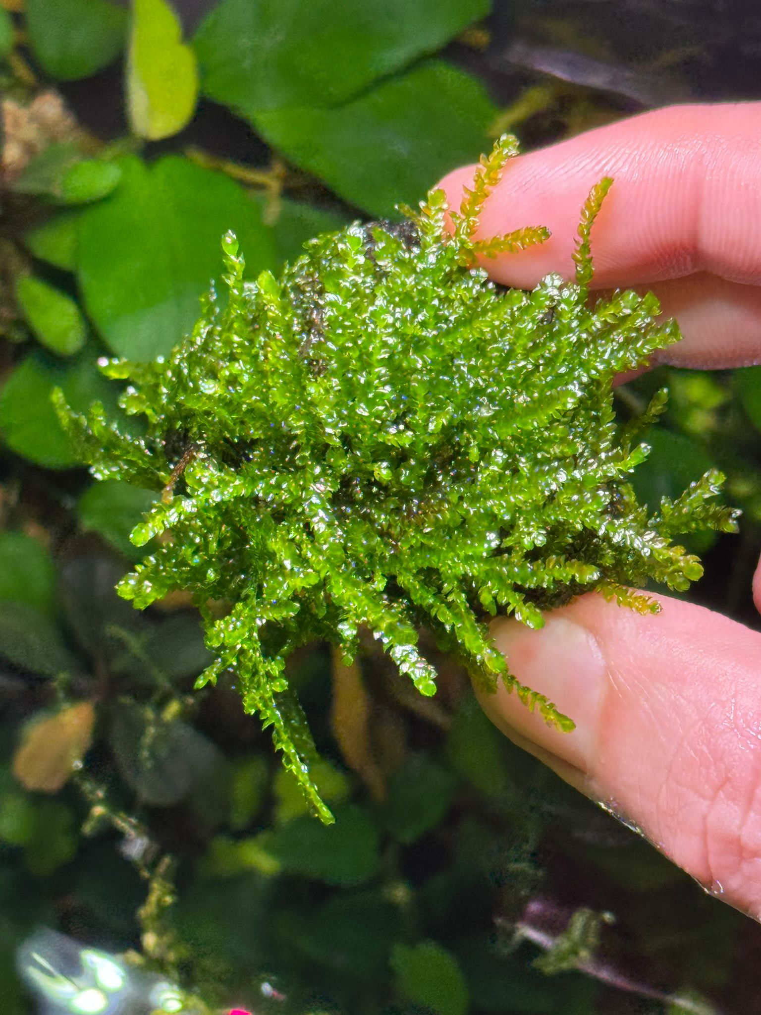 MOSS WEEPING TAŞA SARILI ESKİ SARIMWPMTS