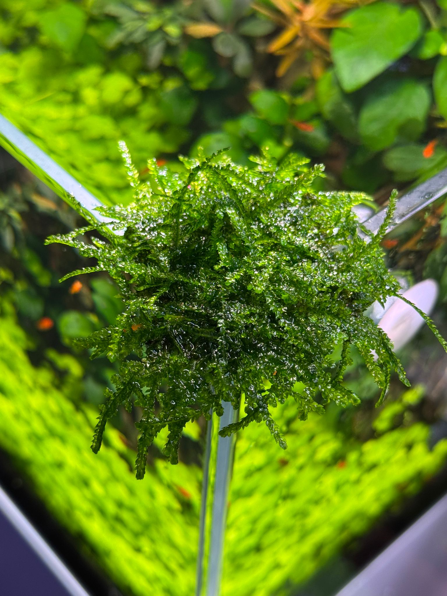 MOSS WEEPING TELE SARILI 4X4 CM ESKİ SARIMWPMT