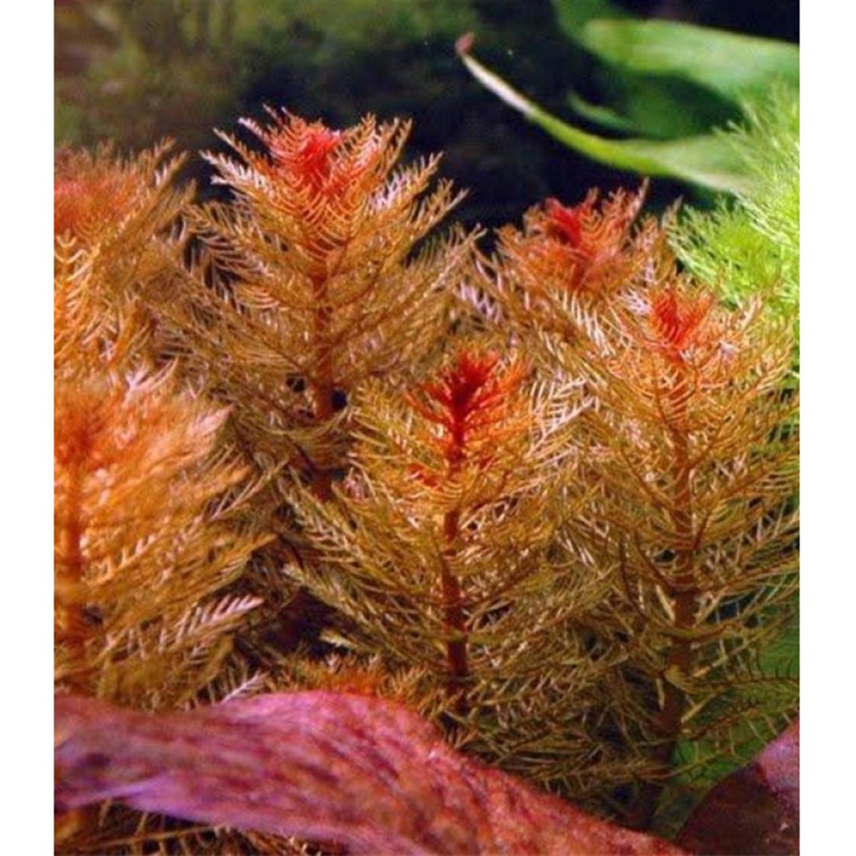 Myriophyllum matogrossense ' Red ' (submerge)GLB448