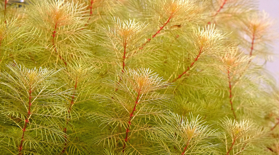MYRİOPHYLLUM MATTOGROSSENSE GOLDEN  IN VITROLC721
