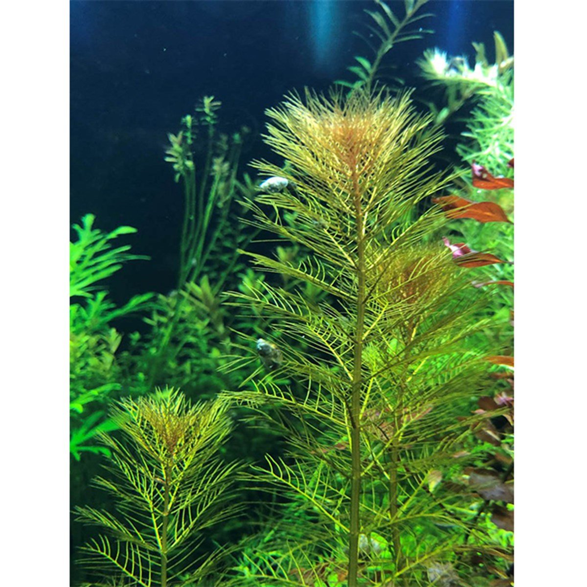 Myriophyllum tuberculatum IN VITRO 200 CC DEV KAVANOZM15