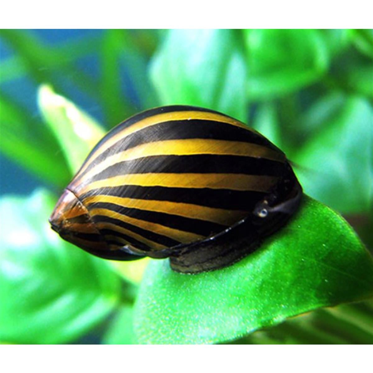 Nerite Salyangoz(Yosun Yiyici)canlı-89