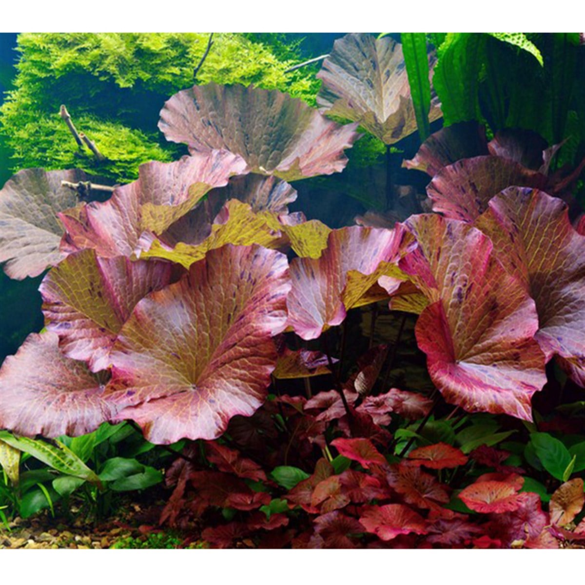 Nymphaea ' Tiger lotus red 'GLB468