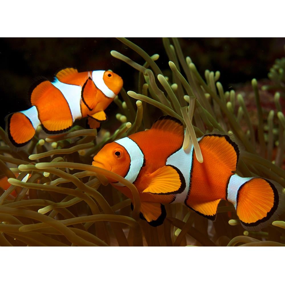 Ocelleris Clown (Wild)canlı-419