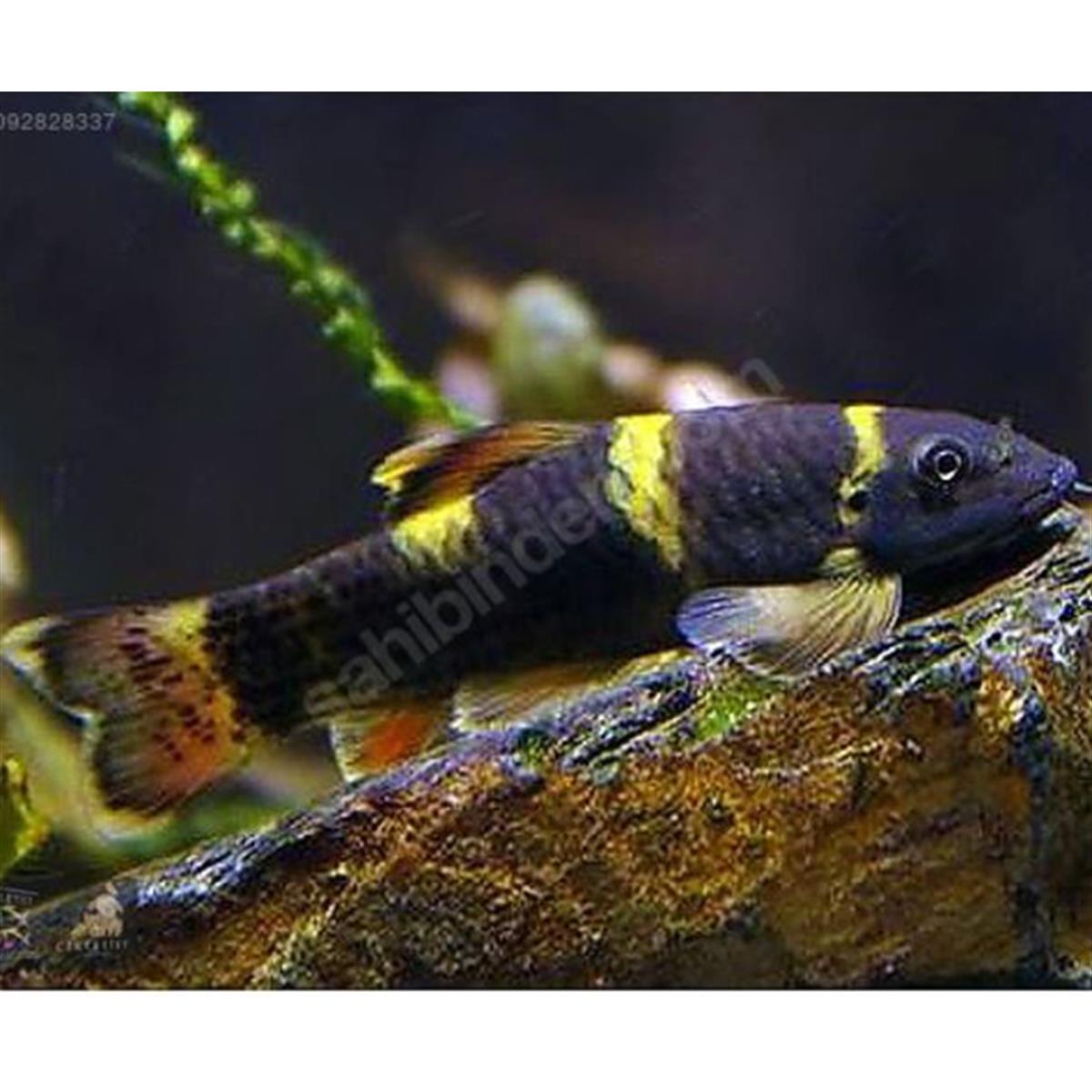 PANDA GARRARUFA YOSUN YİYİCİcanlı-323