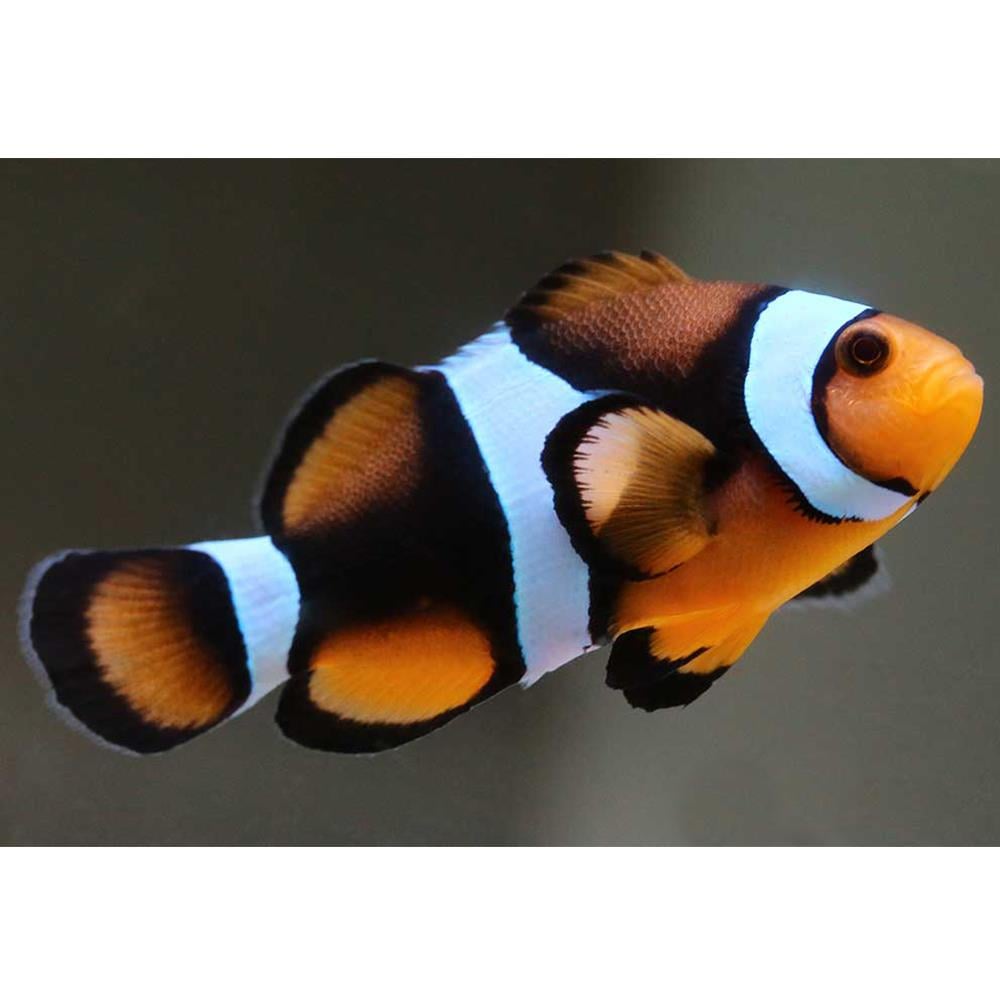 Percula Clownfish (Full Black)canlı-423