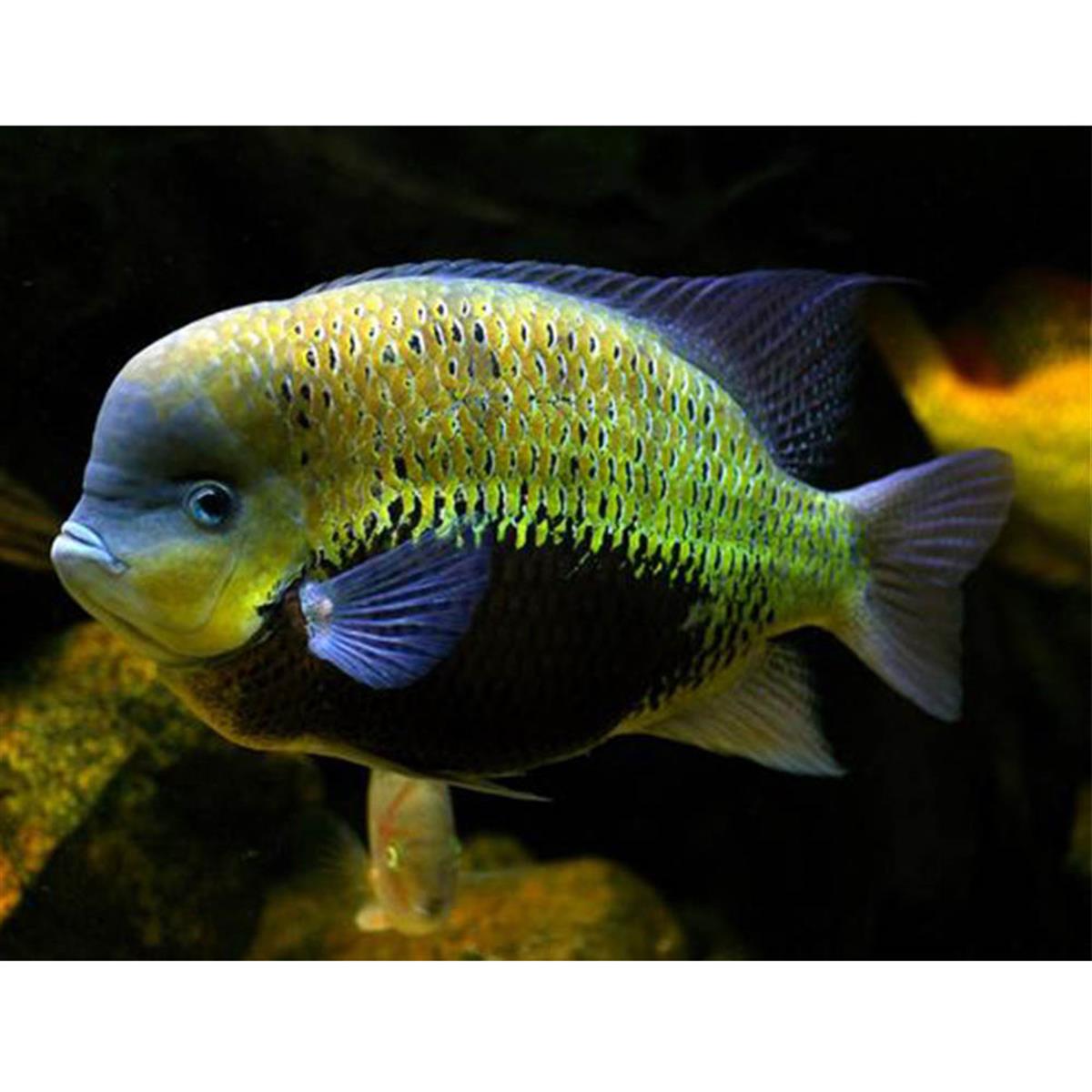 Persei Cikletcanlı-392