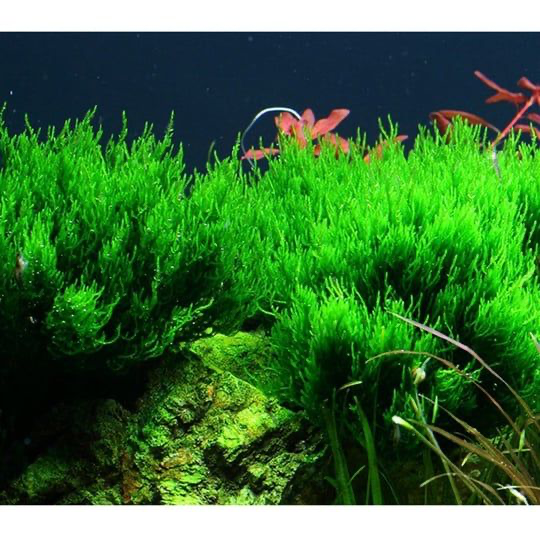 PİLO MOSS 5 GR KAPMSPLL