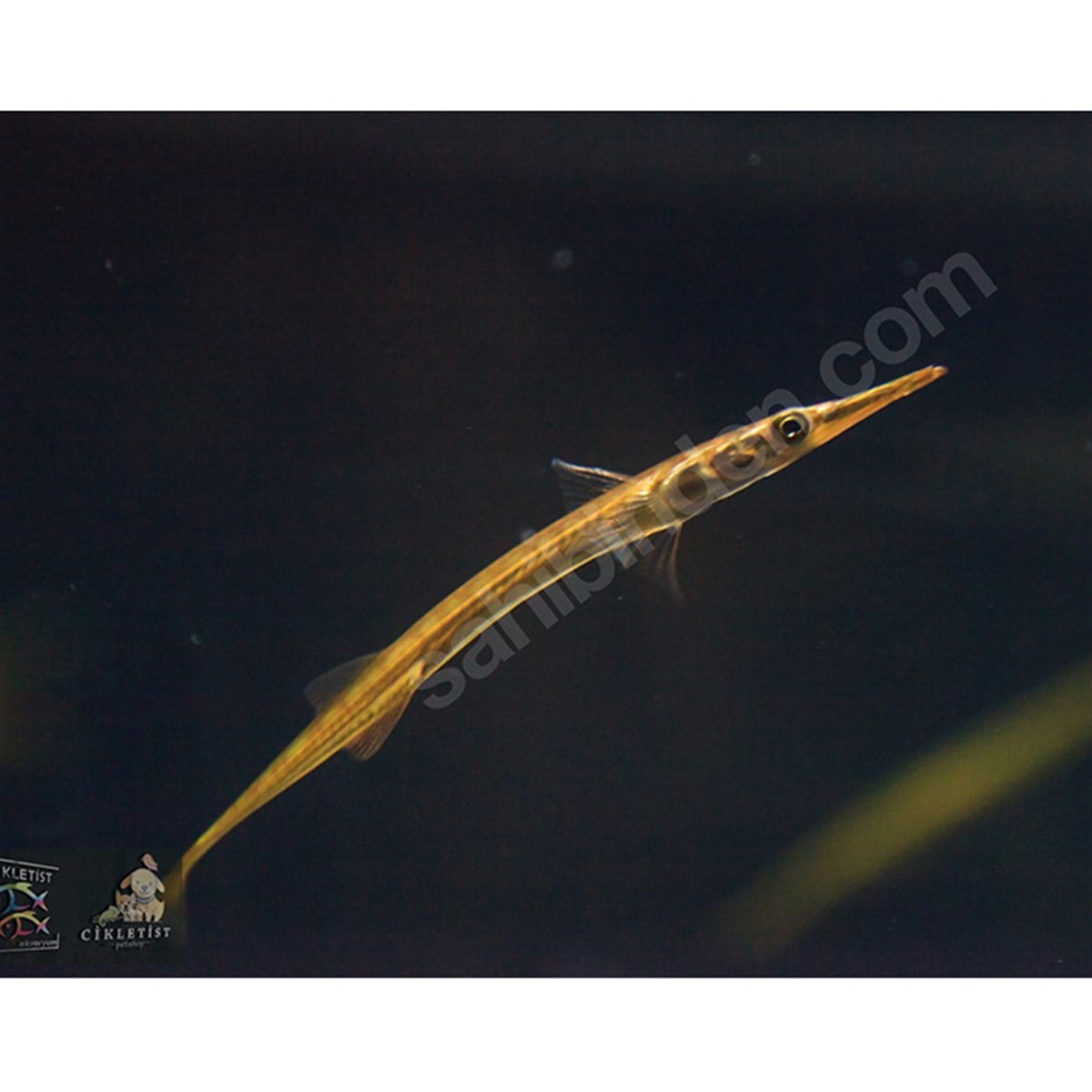 PIPE FISH NEEDLEcanlı-227