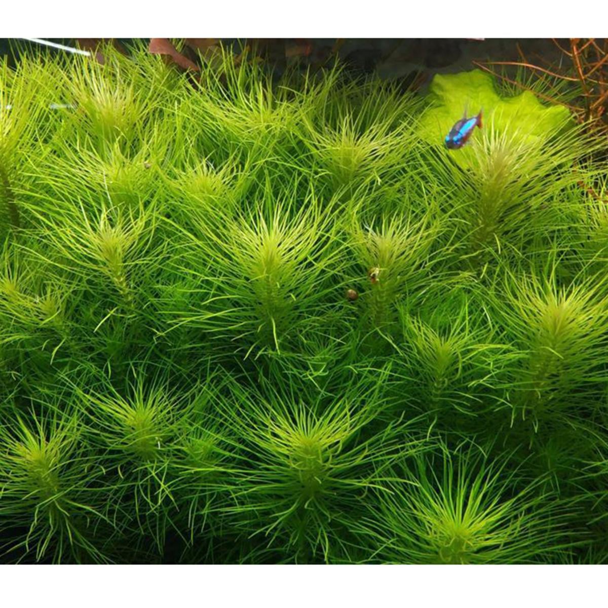 POGOSTEMON DECCANENSİS  IN VITRO 200 CC DEV KAVANOZP09