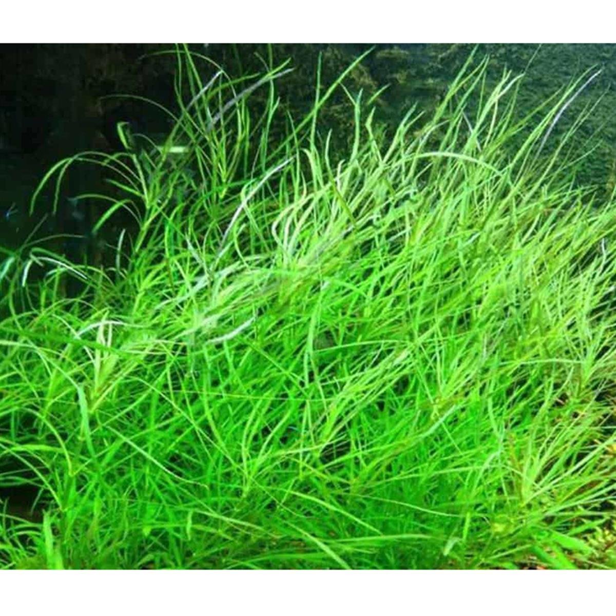 POGOSTEMON OCTOPUS 200 CC DEV KAVANOZP04