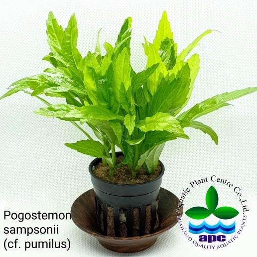 POGOSTEMON SAMPSONİİ (CF. PUMİLUS) SAKSIP567