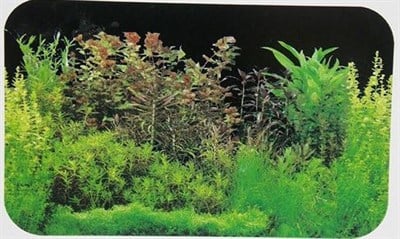 POSTER 40 CM - 15 M 250-9019/9032-40