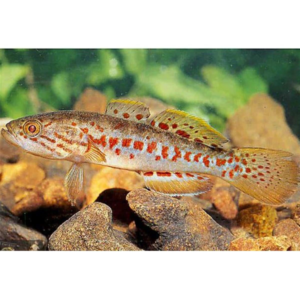 PURPLE SPOTTED GUDGEON MOGURNDA BALIĞIcanlı-297