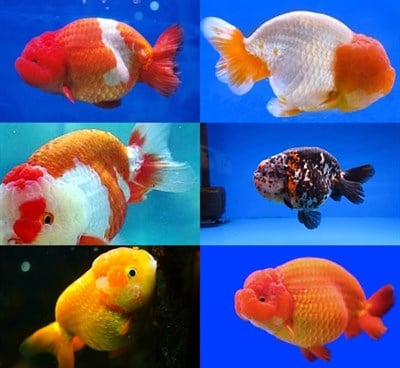 Ranchu Japon Balıkları