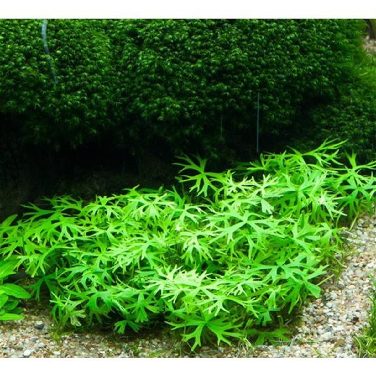 RANUNCULUS İNUNDATUS RANUNCULUS INUNDATUR01