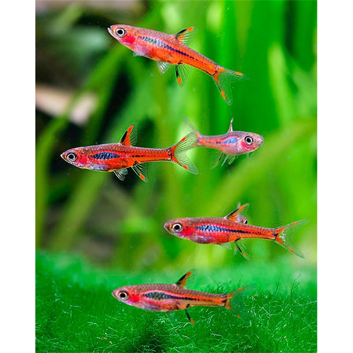 RASBORA BRIGITTAECANLI-434