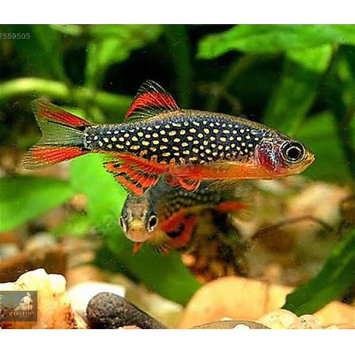 RASBORA GALAXY BALIKLARIcanlı-290