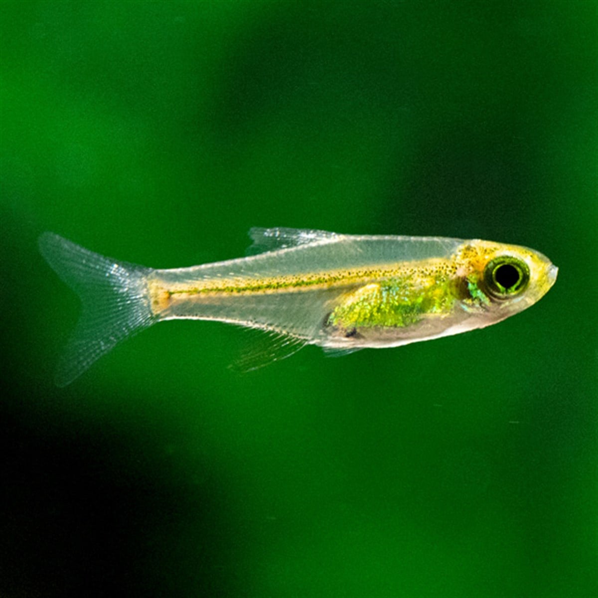 RASBORA KUBUTAICANLI-24453