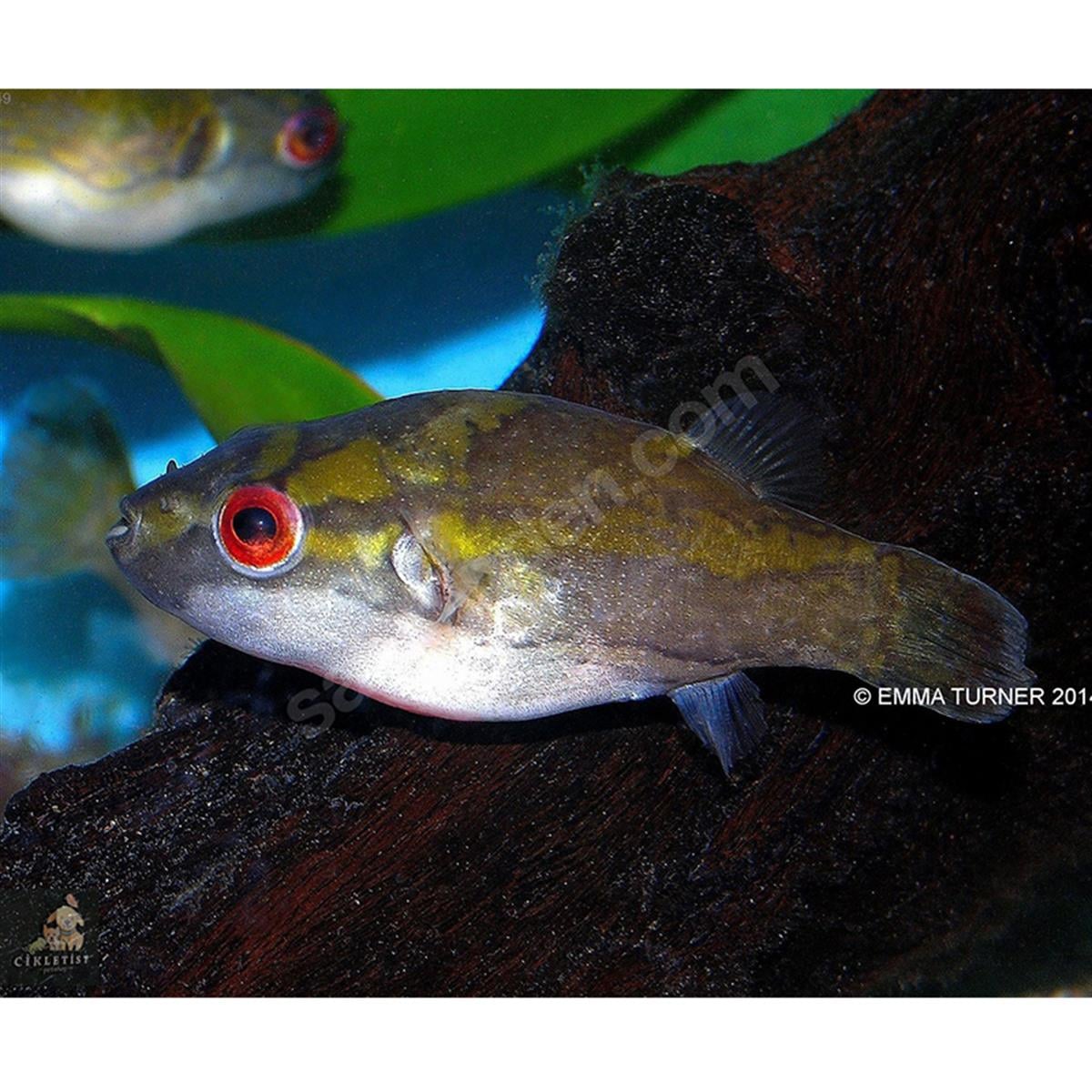 RED EYE PUFFERcanlı-291