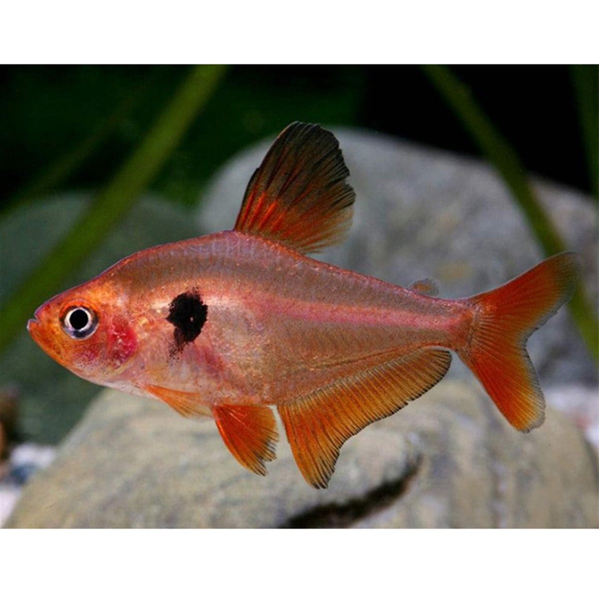 RED FANTOM TETRA BALIKLARIcanlı-243