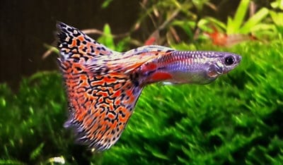 RED GRASS ÖZEL TÜR LEPİSTES BALIKLARI