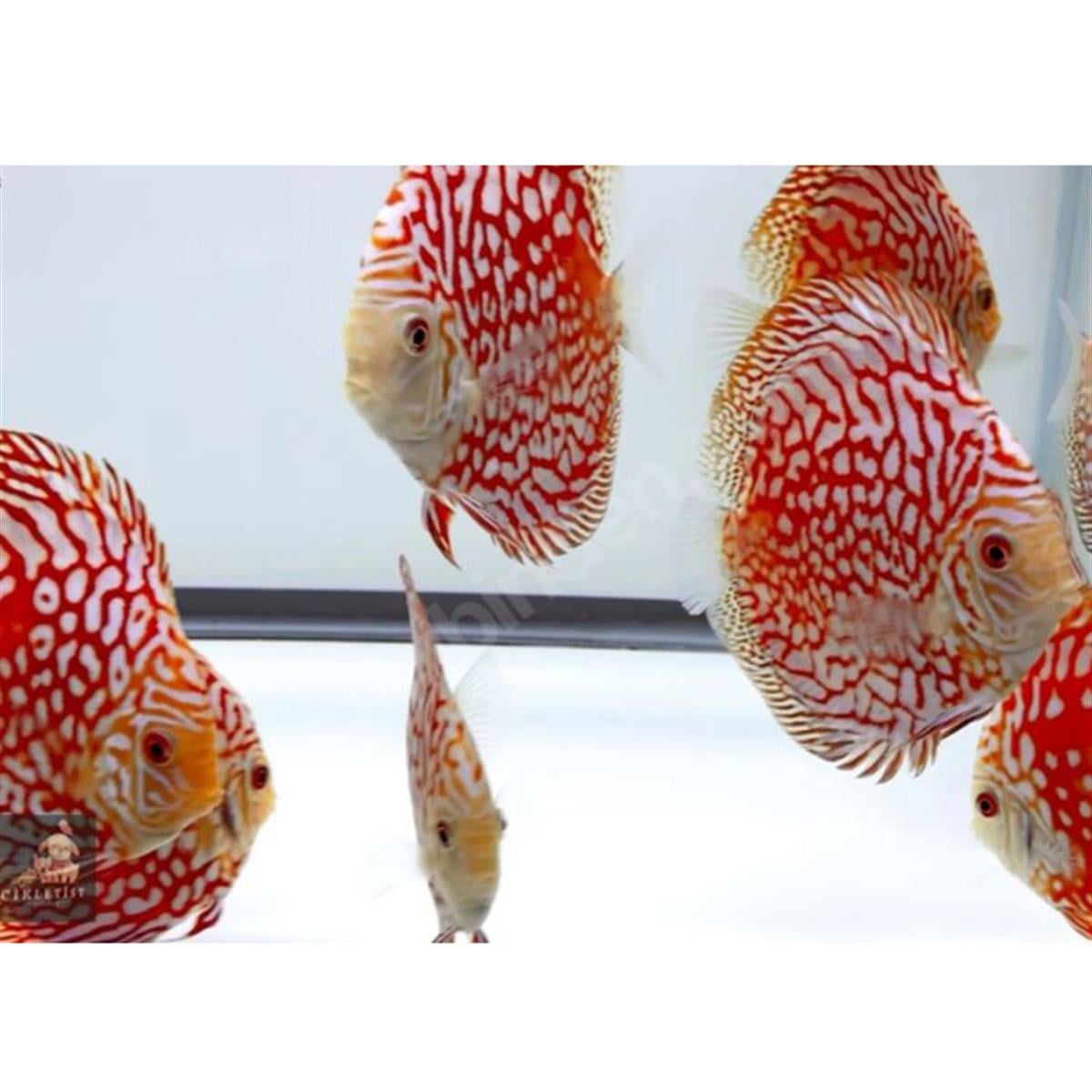 RED PANDA DİSCUScanlı-271