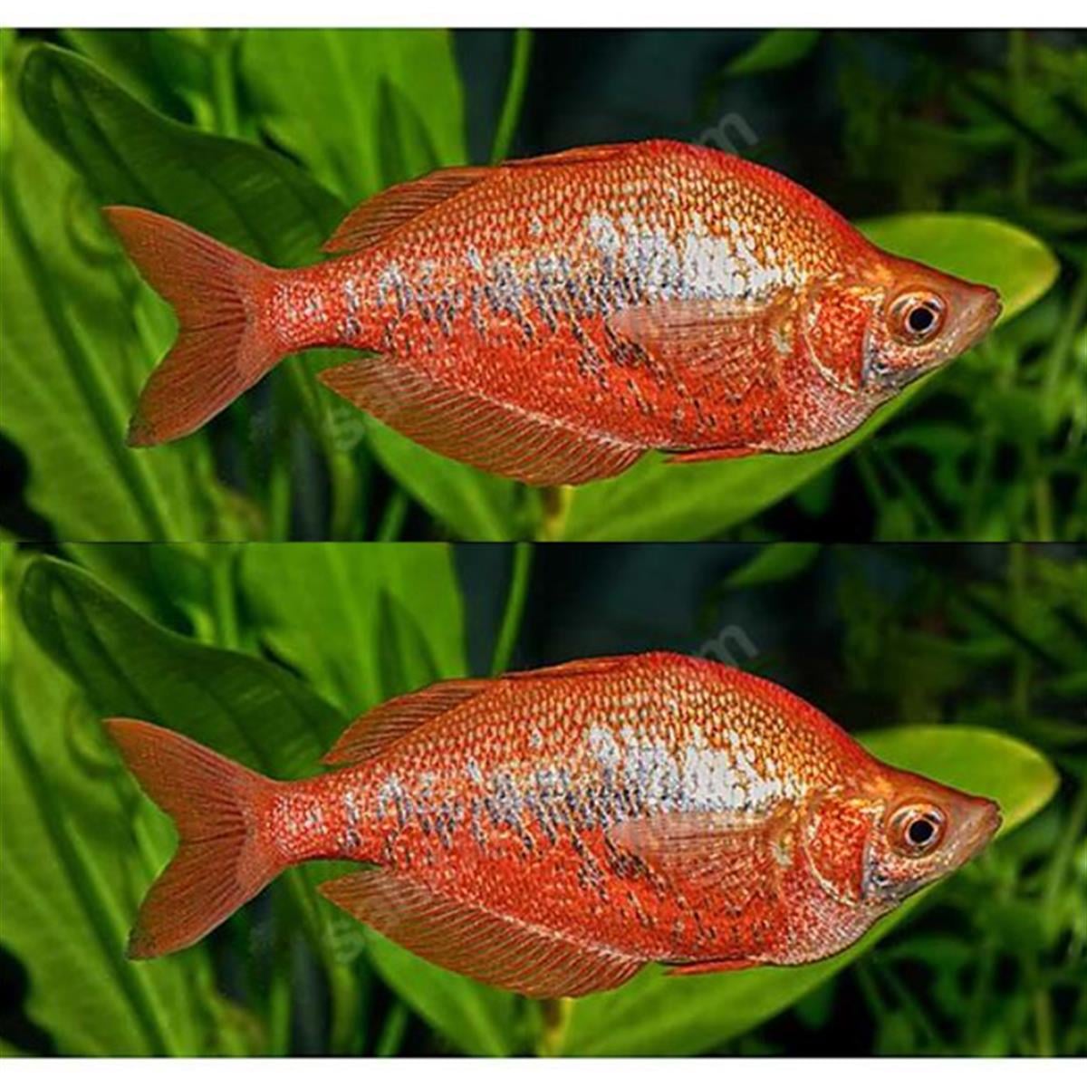 RED RAİNBOW İNCİSUScanlı-287