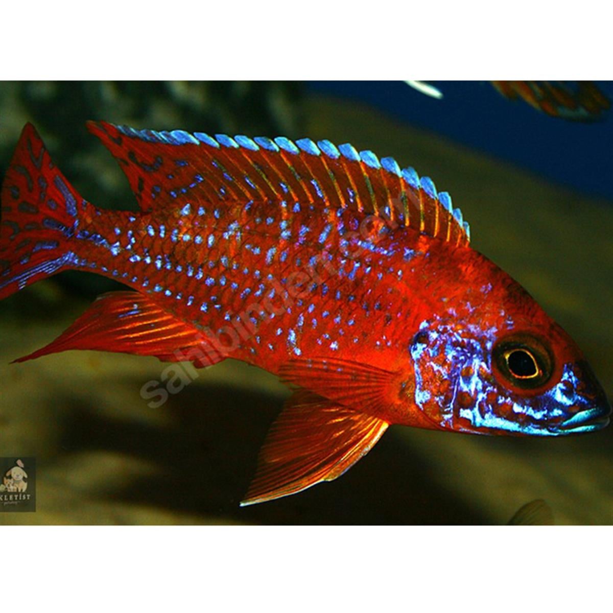 RED RUBY CİKLETcanlı-268