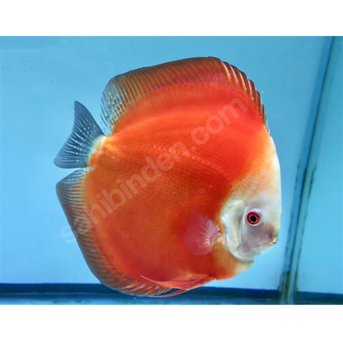 RED RUBY DİSCUS BALIKLARIcanlı-274